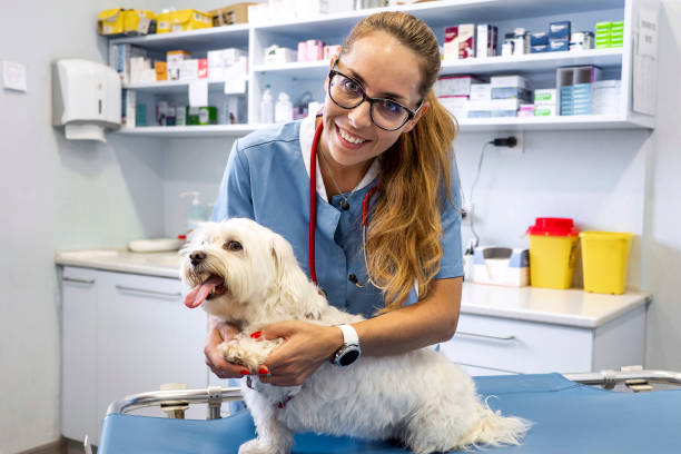 istock Veterinarian examining a dog 1430066584