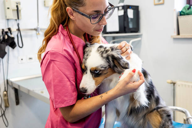 istock Veterinary Physical Exam of Dogs 1430067138