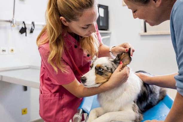 Veterinary Physical Exam of Dogs stock photo