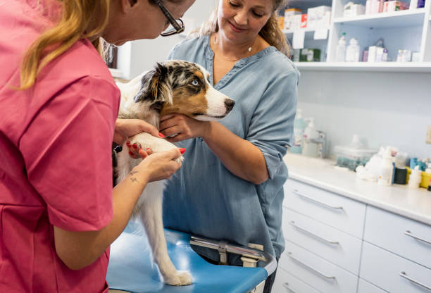 istock Veterinary Physical Exam of Dogs 1430067413