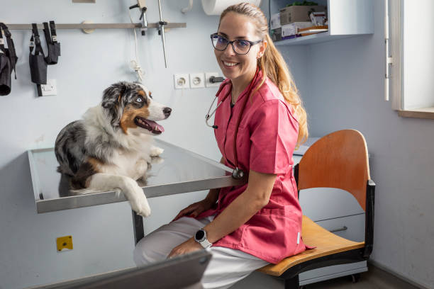 istock Veterinarian examining a dog 1430067545