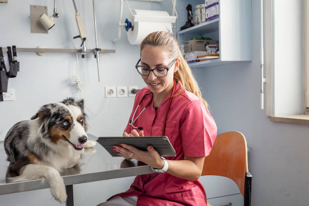 istock Veterinarian examining a dog 1430067730