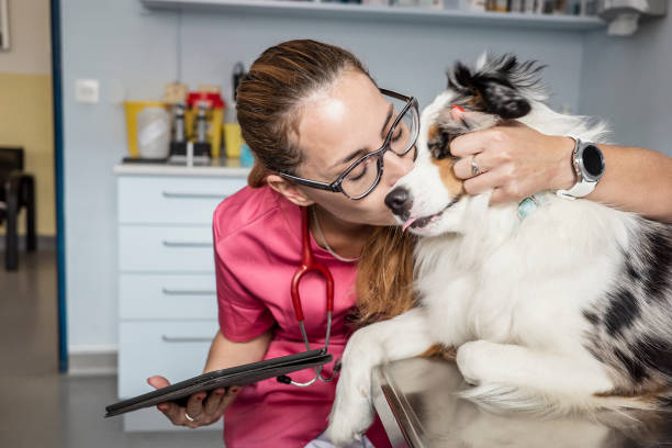 istock Veterinarian examining a dog 1430067732