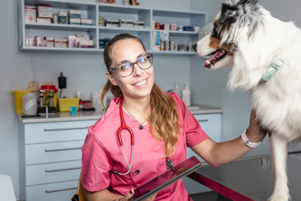 istock Veterinarian examining a dog 1430067797