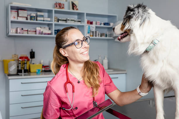 istock Veterinarian examining a dog 1430067801