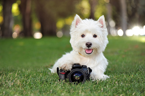 Portrait of a west highland terrier photographer