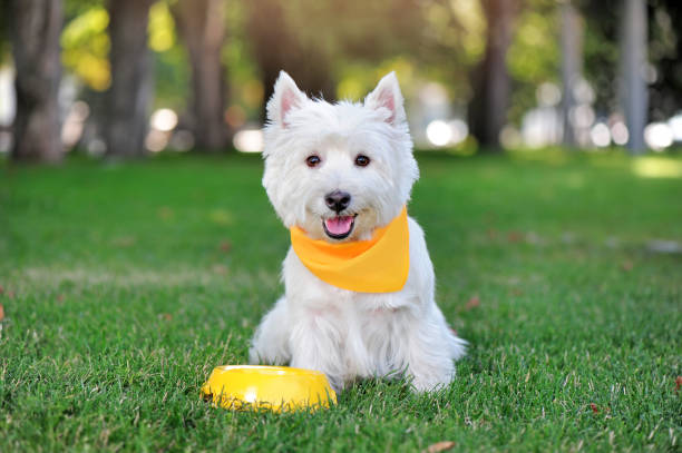 terrier de montagne de l’ouest dans le collier jaune de tissu ayant le dîner à la pelouse - bandana photos et images de collection