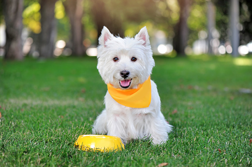 West highland terrier in yellow fabric collar having dinner at the lawn