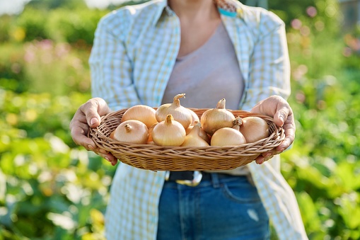 Harvest of onions in a basket in the hands of a woman, outdoor. Growing natural food, farming, horticulture, harvesting, agriculture, organic eco farm concept