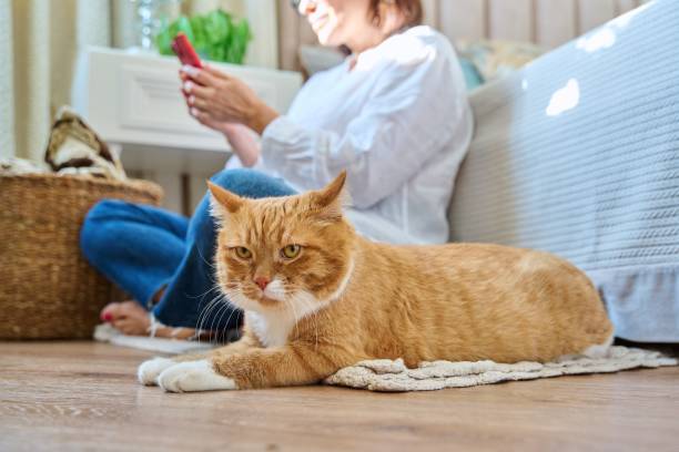 istock Female sitting on floor using smartphone, pet cat lying near owner 1430071485