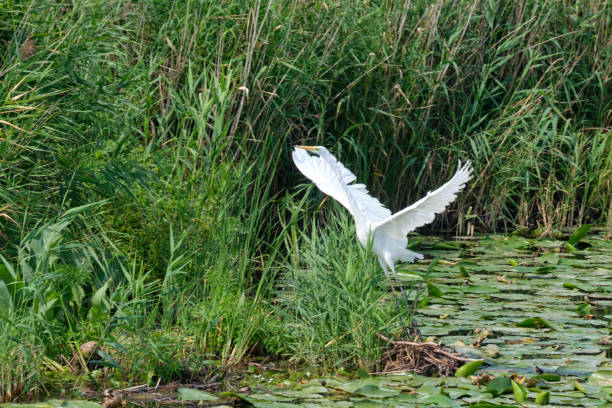istock Great White Egret (Ardea alba) starting to fly 1430074647