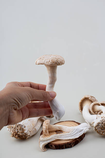 istock oyster mushroom isolated on white background 1430075747