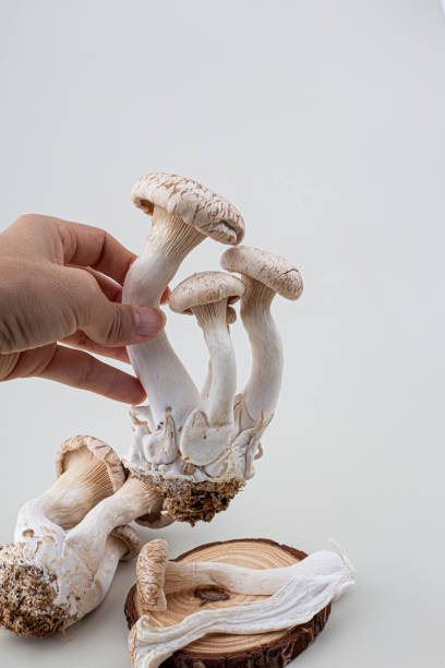 istock oyster mushroom isolated on white background 1430075764
