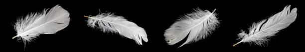 istock white feather of a goose on a black background 1430075817