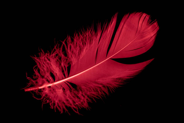istock a red goose feather on a black isolated background 1430076558