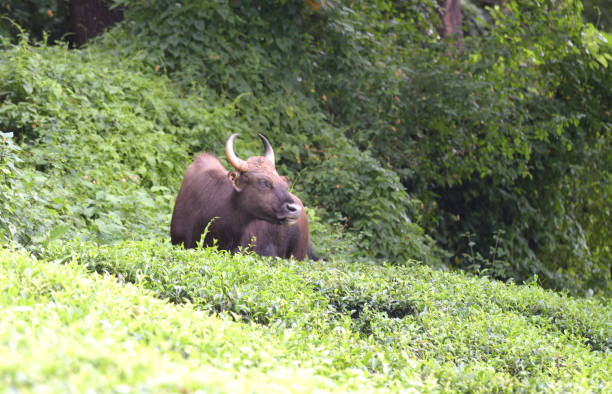Bison in the tea garden