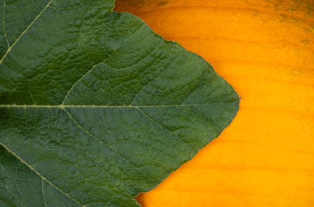 Macro image of pumpkin with green leaf.