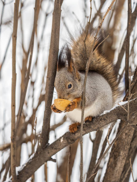 istock The squirrel with nut sits on tree in the winter or late autumn. 1430081157