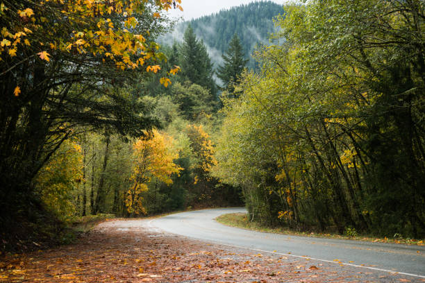 istock Pacific Northwest Forest in Autumn 1430081762