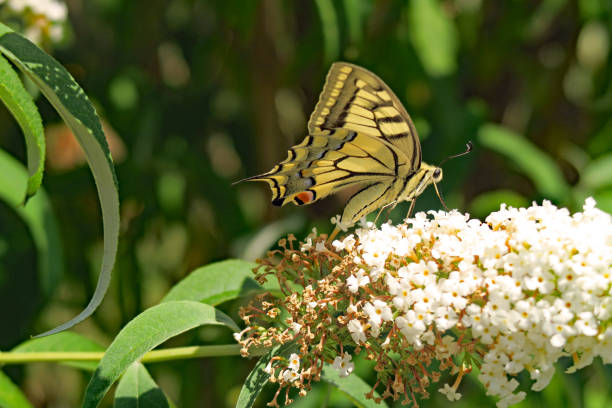 A beautiful swallowtail butterfly perching on orange and yellow flowers in a Mediterranean garden.