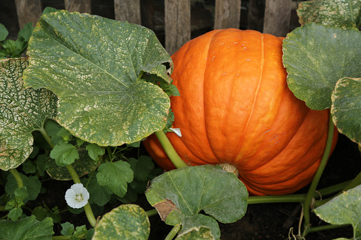 A large orange pumpkin lies in a vegetable garden near a wooden fence. Rural landscape.