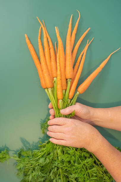 istock A Womans hands Holding Fresh Carrots 1430087503