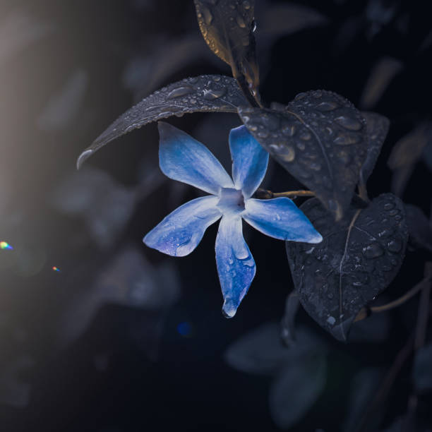 romantic blue flower in the garden in springtime, dark background