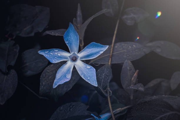 istock romantic blue flower in the garden in springtime, dark background 1430088349