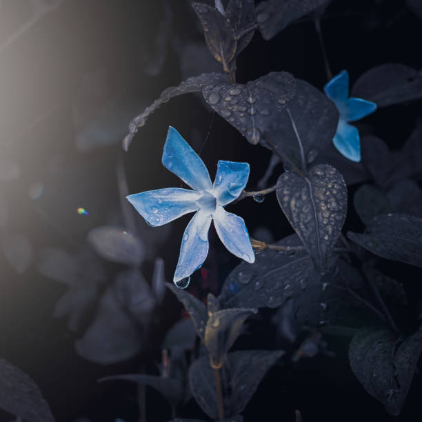 istock romantic blue flower in the garden in springtime, dark background 1430088350