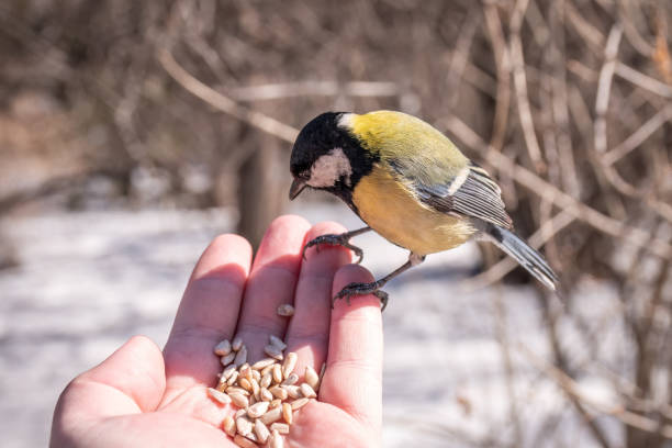 istock A tit sits on a man's hand and eats seeds. 1430090856