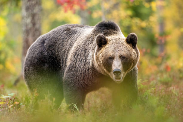 istock European brown bear in autumn forest scenery 1430091319
