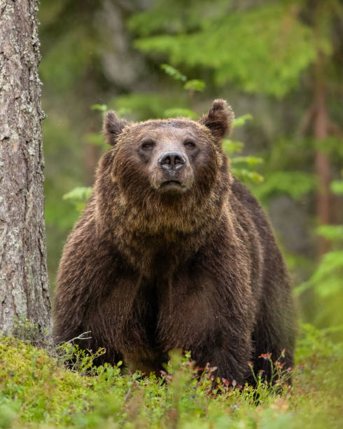 istock Brown bear in blueberry forest at summer evening 1430091350