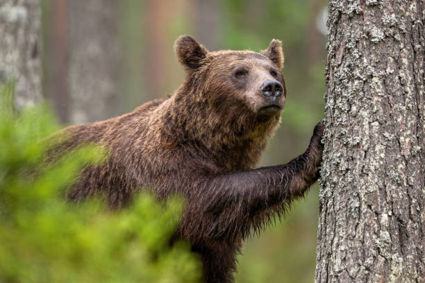 istock Big male brown bear in the forest, leaning against a tree with its paw 1430091370