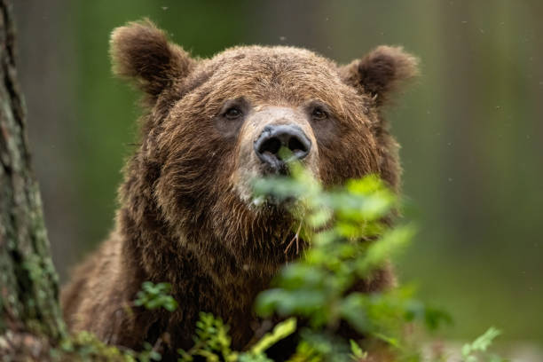 istock Big male brown bear portrait 1430091372