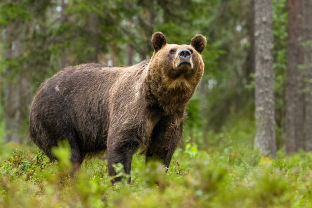 istock Big male brown bear in the forest scenery at summer evening 1430091375