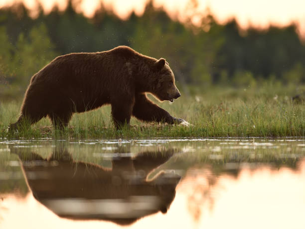 istock Brown bear walking at sunset in wetland 1430091399