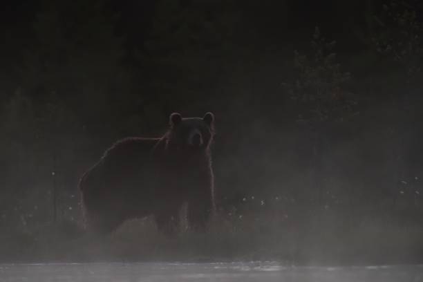 istock Brown bear in the misty forest scenery 1430091546