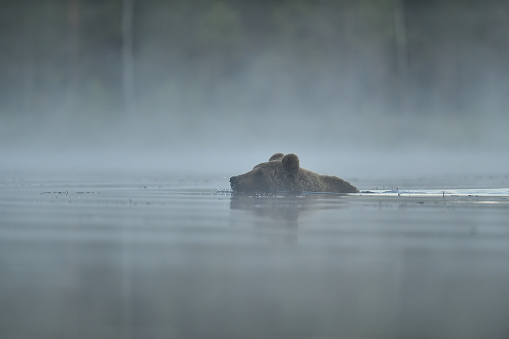 Bear swimming in the misty pond at summer night