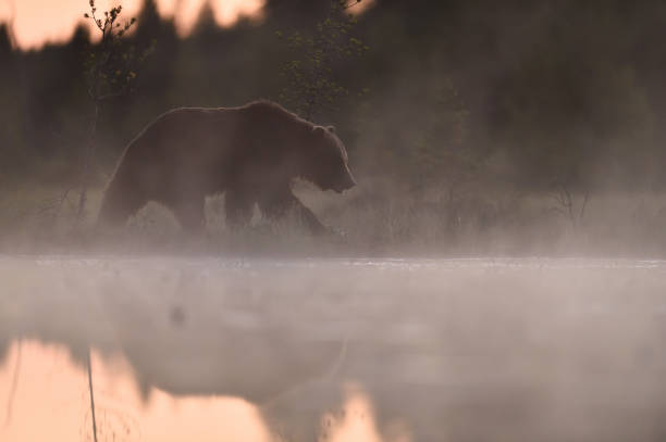 istock Brown bear walking in the misty bog at sunset 1430091567