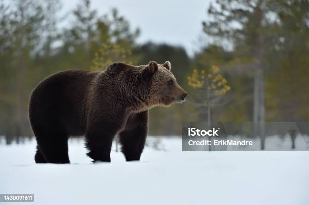 스프린트 초기에 눈에 유럽 갈색 곰 큰곰에 대한 스톡 사진 및 기타 이미지 - 큰곰, 0명, 겨울 - iStock