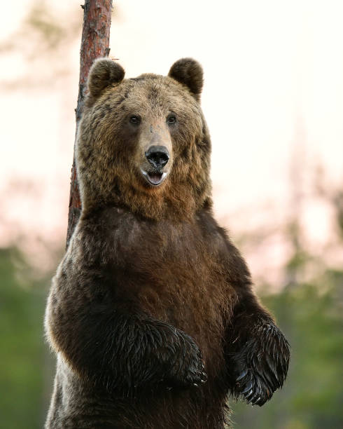 Big male brown bear closeup rubbing his back against the tree