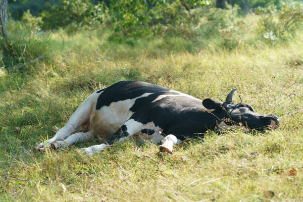 Spotted bull in white and black spots resting in the summer sunny day on the green pasture. Spotted bull in white and black spots resting in the summer sunny day on the green pasture. She lying on meadow in the shadow of trees near farm incountry. Flies on the face, but she is too lazy. sleeping cow stock pictures, royalty-free photos & images