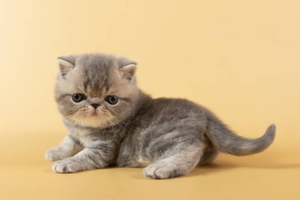 istock A charming gray exotic kitten lies on its back with its paws raised on a colored background 1430094351