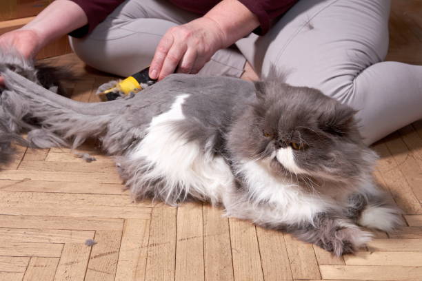 Haircut of a fluffy gray Persian cat at home Haircut of a fluffy gray Persian cat. Pet grooming at home longhair cat stock pictures, royalty-free photos & images