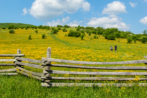 Wildflowers and greenery in southern Virginia. Photos taken while hiking in Grayson Highlands state park