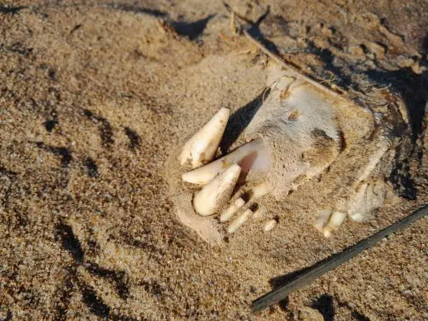 Photo of Sea Lion skull