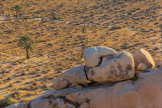 istock Sunrise in Joshua Tree National Park 1430097536