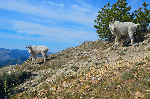 Mountain goats on a cliff