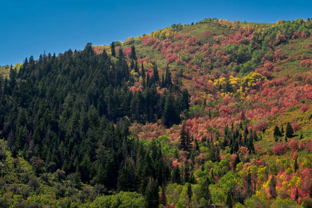 A grove of pine trees share a mountain side with other trees in bright fall colors, seen on a clear sunny day near Park City, Utah.
