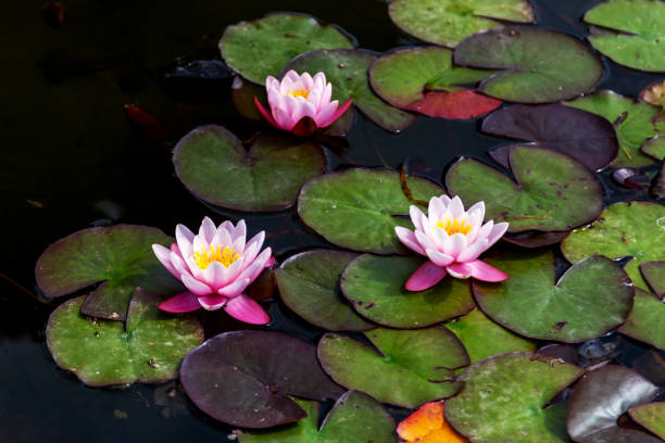 istock Pink water lilies in pond 1430101711